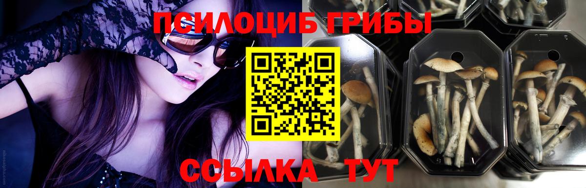 Псилоцибиновые грибы Psilocybe Кыштым
